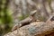 Merrem\\\'s Madagascar swift, Oplurus cyclurus, Arboretum d\\\'Antsokay. Madagascar wildlife