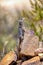 Merrem\\\'s Madagascar swift, Oplurus cyclurus, Isalo National Park. Madagascar wildlife