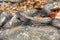 Merrem\\\'s Madagascar swift, Oplurus cyclurus, Tsimanampetsotsa National Park. Madagascar wildlife