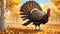 Merriam turkey bird autumn trees dominant male gobbler