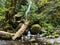 Merriman Falls in Lake Quinault valley on Olympic peninsula