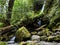 Merriman Falls in Lake Quinault valley on Olympic peninsula