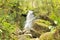 Merriman Falls, Quinault Temperate Rainforest