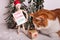 Merry CATMAS sign held by wooden jointed manikin doll wearing a Santa Claus hat cat smelling wrapped gift wintery scene
