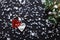 Merry Christmas decorations, snowflakes, white red hearts and green xmas tree on black wooden background card, top view