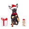 Merry christmas dog  santa claus hat