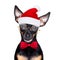 Merry christmas dog  santa claus hat