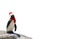 Merry christmas a funny african penguin wearing a scarf and santa claus hat isolated on a white background