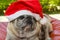 Merry Christmas, gorgeous pug breed dog with daddy-noe hat, closeup, portrait, old dog