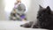 Merry Christmas! Gray funny cat lies on the sofa against the background of the children`s toys teddy bears big and small are