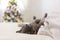 Merry Christmas! A gray funny cat lies on a sofa against the background of a decorated Christmas tree with toys and garlands