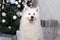 Merry Christmas and happy holidays. New Year 2020. Samoyed dog lies in living room in Christmas interior. white fluffy Samoyed dog