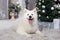 Merry Christmas and happy holidays. New Year 2020. Samoyed dog lies in living room in Christmas interior. white fluffy Samoyed dog