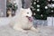 Merry Christmas and happy holidays. New Year 2020. Samoyed dog lies in living room in Christmas interior. white fluffy Samoyed dog