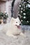 Merry Christmas and happy holidays. New Year 2020. Samoyed dog lies in living room in Christmas interior. white fluffy Samoyed dog