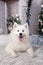 Merry Christmas and happy holidays. New Year 2020. Samoyed dog lies in living room in Christmas interior. white fluffy Samoyed dog