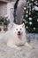 Merry Christmas and happy holidays. New Year 2020. Samoyed dog lies in living room in Christmas interior. white fluffy Samoyed dog