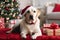 Merry Christmas and a Happy New Year, happy dog Labrador sits in Santa Claus hat, generative AI