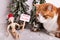 Merry Christmas picket sign held by wooden jointed manikin doll wearing a red Santa hat orange and white cat sitting close