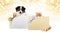 Merry christmas, puppy dog and cat pets together showing gift greeting card isolated on blurred golden lights and white background