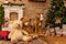 Merry Christmas seasonal background set, santa and tree