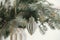 Merry Christmas! Stylish christmas ornament on fir branch in modern vase close up. Modern wooden bauble on branch on white