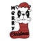 Merry Christmas text, with Santa`s cap on Boston Terrier head, and is sitting in socks.