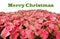 Merry Christmas written in green above red caladiums