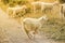 Merry frisky sheep jumps across the field on a sunny summer