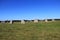 Merry Maidens Stone Circle, Cornwall, UK