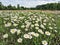 Merry Oxeye Daisy Wildflower Landscape