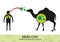 Mers Corona Virus transfer from camel to human