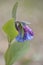 Mertensia virginica flowers  on blurred background.