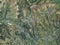 Merthyr Tydfil, Wales - Great Britain. High-res satellite. No le