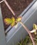Merton Thornless Blackberry spring growth