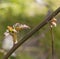 Merton Thornless Blackberry spring growth