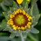 Mesa Blanket Flower Budding