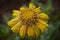 Mesa Peach Blanket Flower in a garden