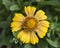 Mesa Peach Blanket Flower in a garden