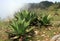 Mescal Agave Plant Mexico