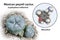 Mescaline molecule and its natural source, Lophophora williamsii cactus, 3D illustration and photograph