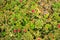 Mesembryanthemum cordifolium blooming in ica