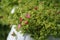 Mesembryanthemum cordifolium blooms in August. Rhodes Island, Greece