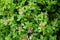 Mesembryanthemum cordifolium blooms in August. Rhodes Island, Greece