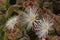 Mesembryanthemum crystallinum, common ice plant, crystalline ice plant