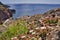 Mesembryanthemum crystallinum, crystalline ice plant, grows at Sao Lourenco on Madeira Island in Portugal