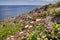 Mesembryanthemum crystallinum, crystalline ice plant, grows at Sao Lourenco on Madeira Island in Portugal