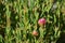 Mesembryanthemum multiradiatus