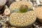 Mesembs (Lithops fulviceps) South African plant from Namibia