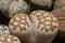 Mesembs (Lithops julii) South African plant from Namibia